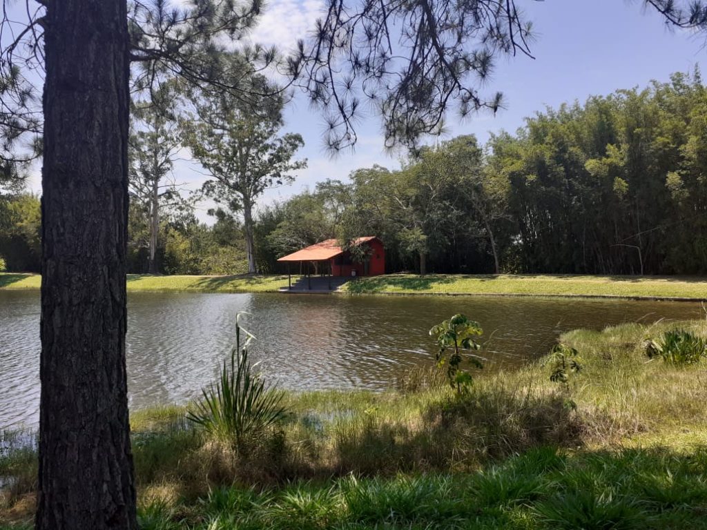 PINHEIROS DO LAGO